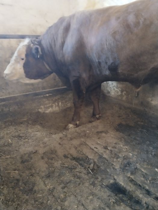 Откорм бұқалар сатылады