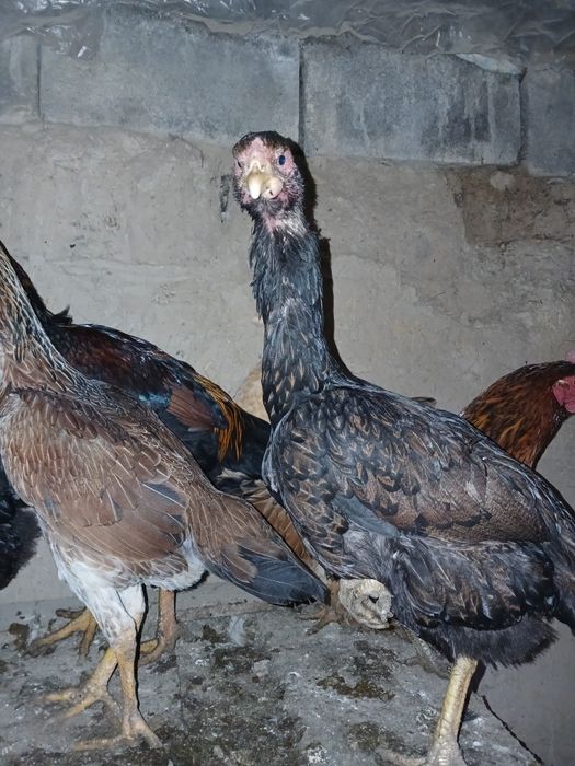 Дакан тауық сатамын