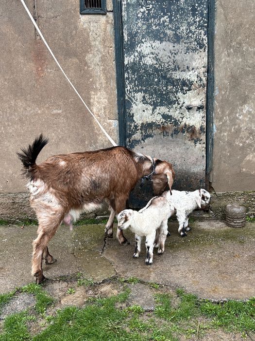 Ешкі егіз лағымен