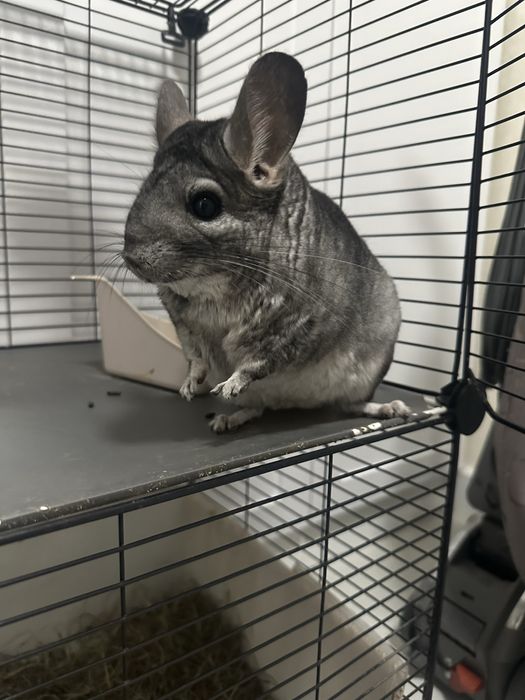 Шиншилла домашняя