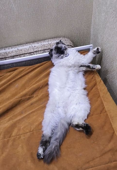 Кошечка подросток