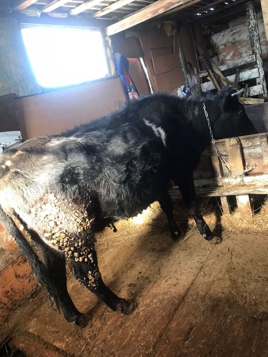 Продам коров и быков только оптом