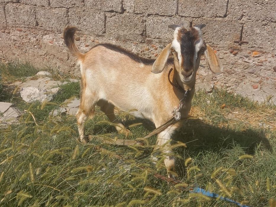 Echki taka jigarang