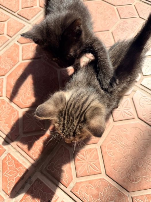 Отдам котят в добрые руки