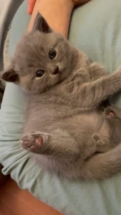 British shorthair blue ( video whtsp )