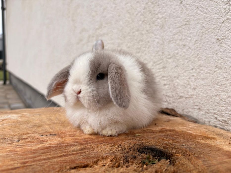 Iepuri pitici de companie berbec pitic/mini lop/holland lop