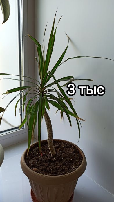 Продам комнатные цветы.