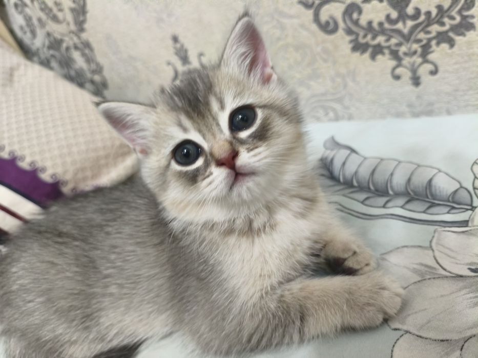 Котёнок шотландский веслоухий и прямоухий, mushucha skottish fold