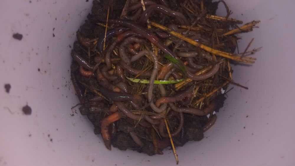 Vănd urgent răme  grease de somn