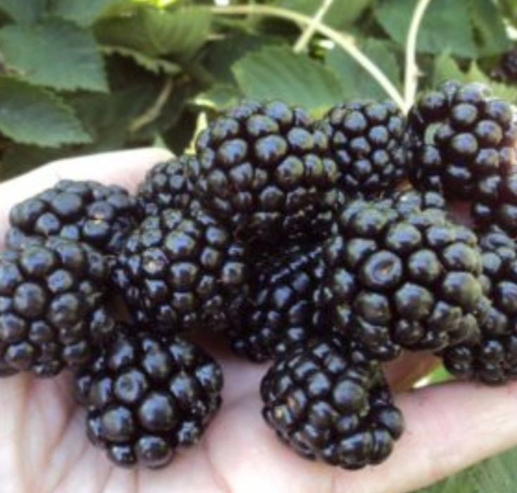 Продам саженцы ежевики