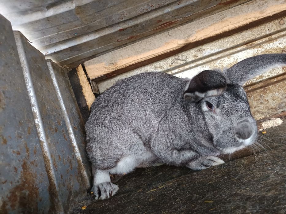 Iepurii de vanzare 80 lei buc