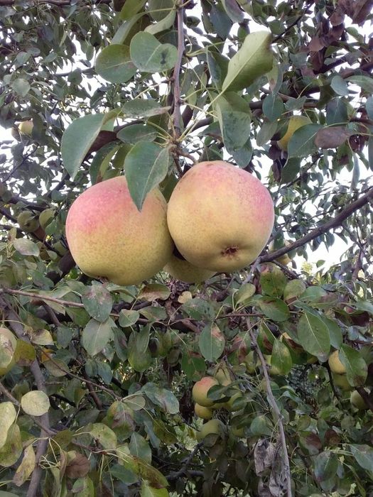 NOK НОК Koʻchaatlari sotuvda sortiga kafolat beramiz