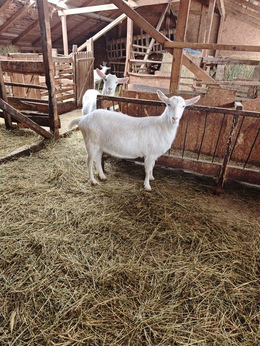 Vând 4 iede(capre) saanen și un țap