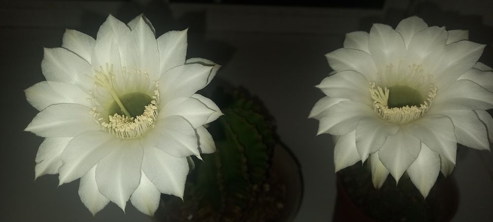 Кактус, взрослый, 5 лет