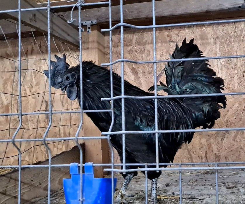 Oua incubat din păsări atent selecționate