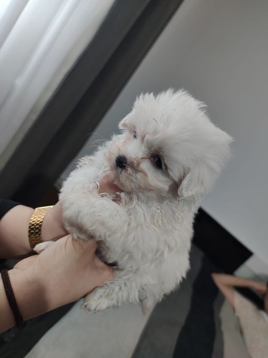 Bichon maltesse talie mică