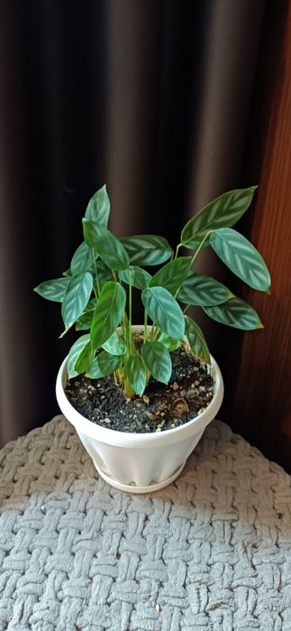 Продам цветок ктенанту