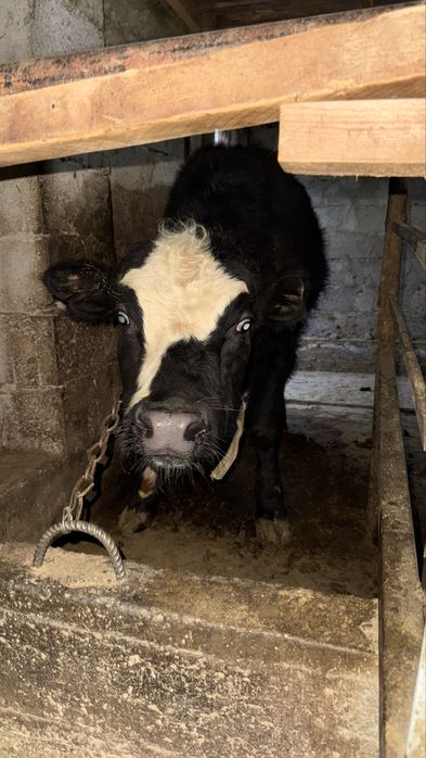 Бычок 1 жастан асқан