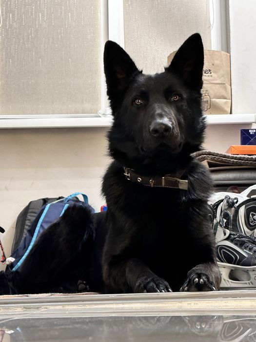 Вязка Случка