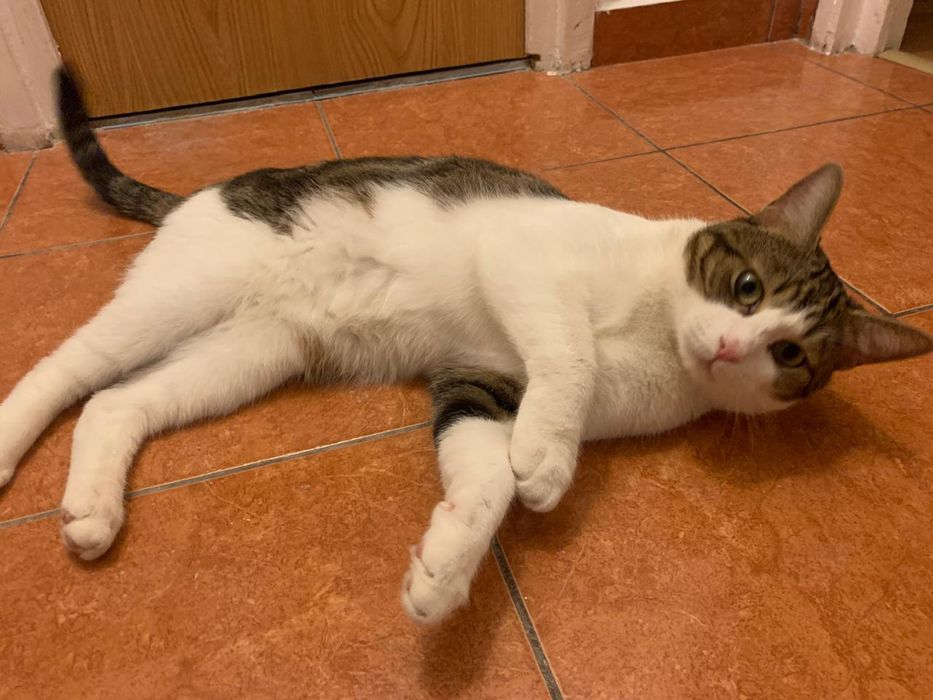 Motanel pentru adoptie,motan de adoptat,motan frumos,pisica adoptie