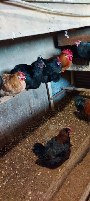Продам  цыплят цветных  домашних 800 тнг штука