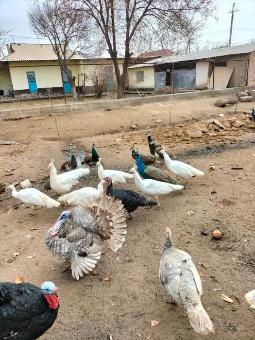 Үндік- павлин сатылады. Бағасы 25000теңгеден