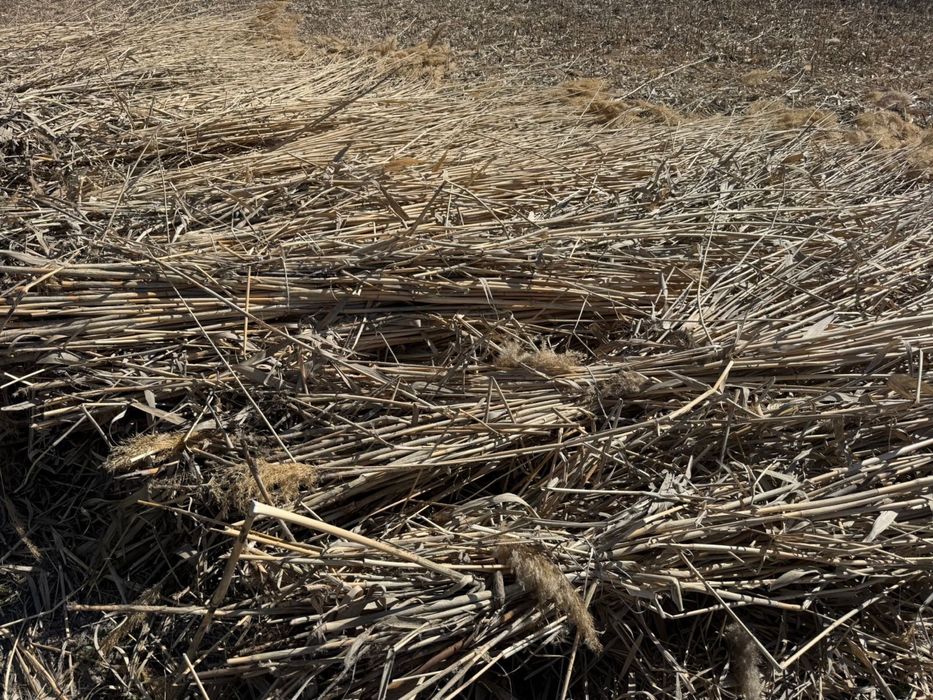 Қамыс бар сатылады