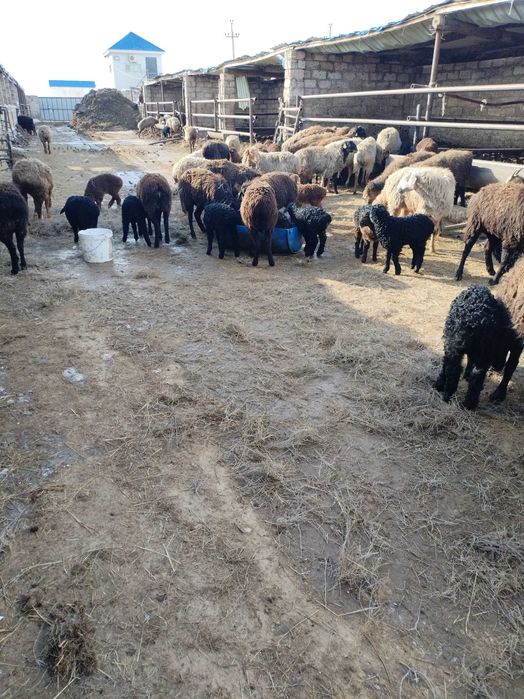 Козылы коилар сатылады