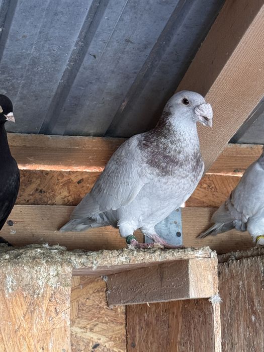 Vanda mascul voiajor italian sau schimb cu F