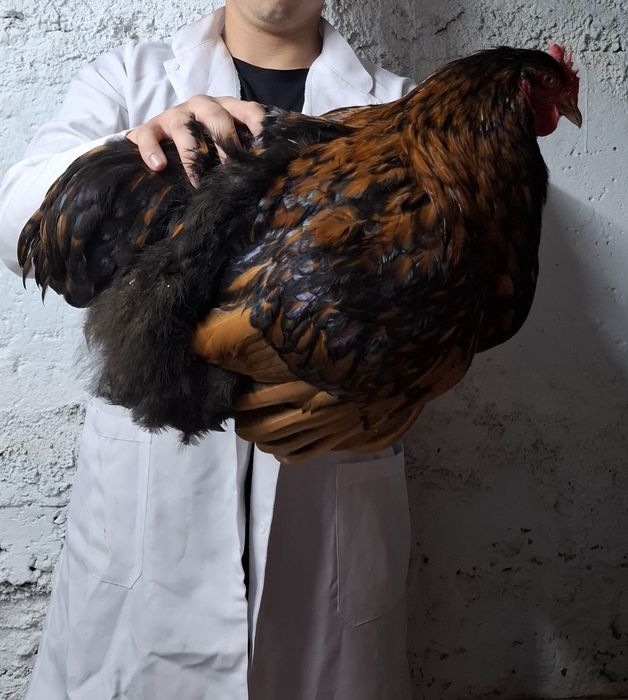 Продам Орпингтон племя