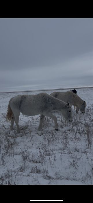 Айгыр.Бие сатылады?