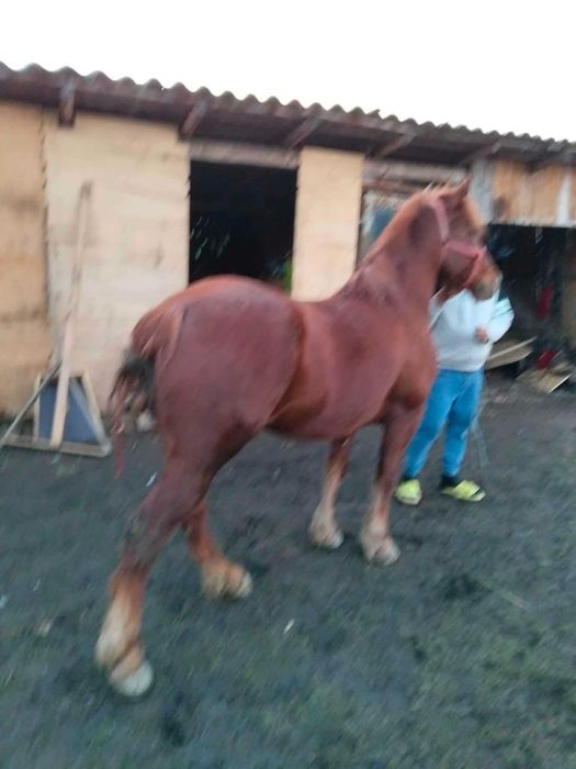 Se vinde un cal de 5 pe 6 anii