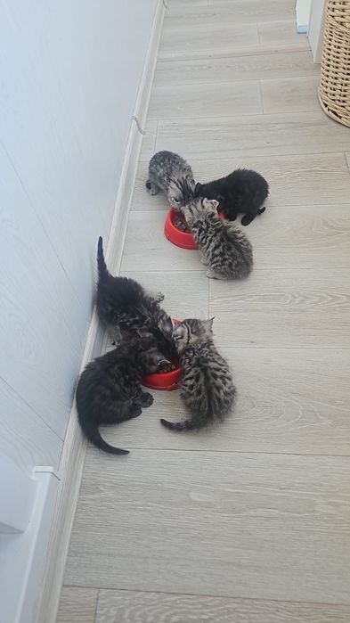 Продаются британские котята