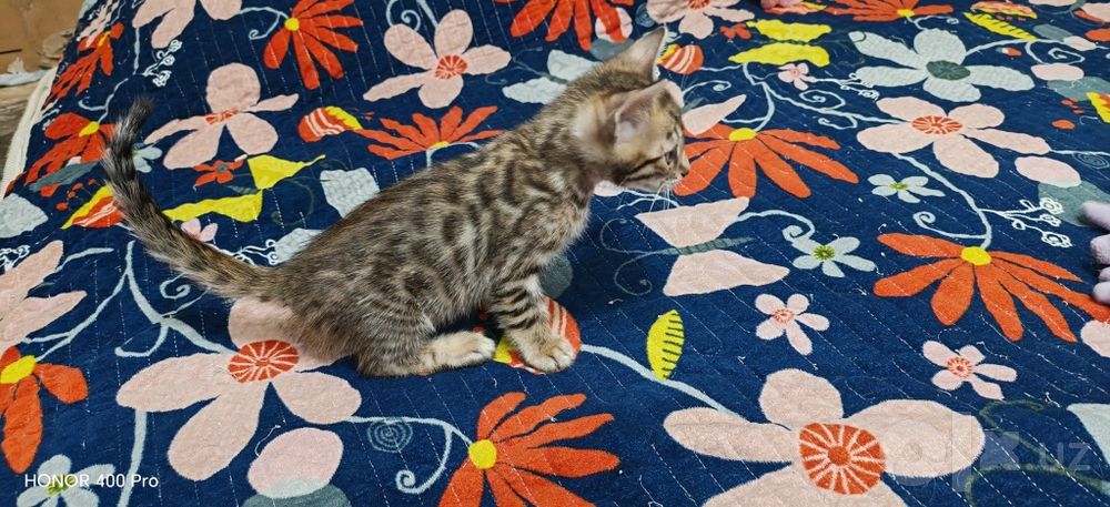 Бенгальские котята