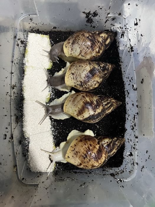 Улитка 2000 тенге