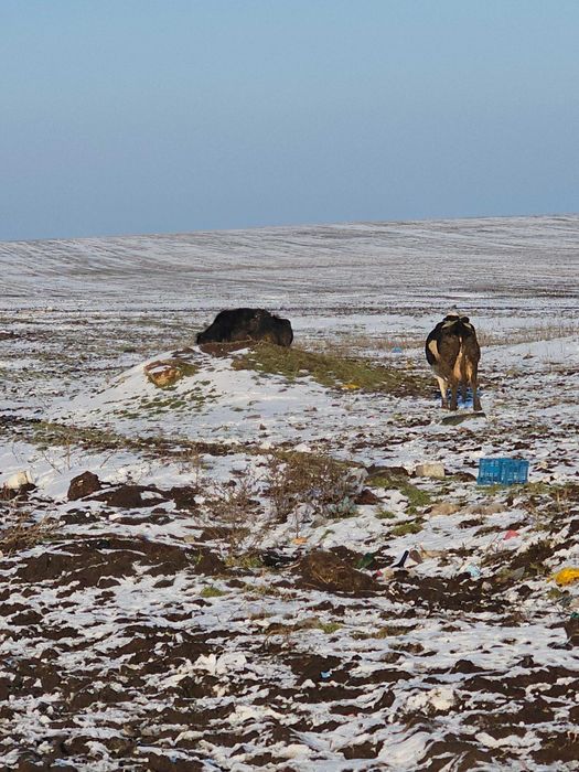 Ofer spre vanzare 10 vaci