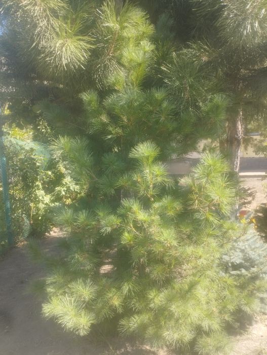 Продам 8 растений