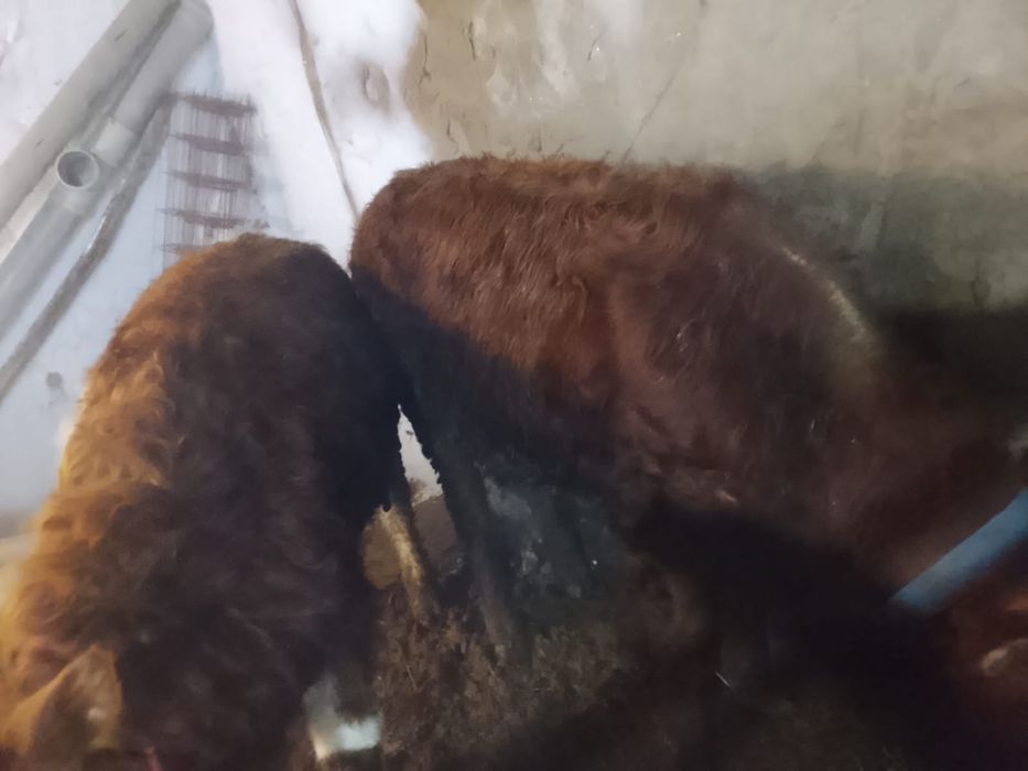 Продам бычков    .