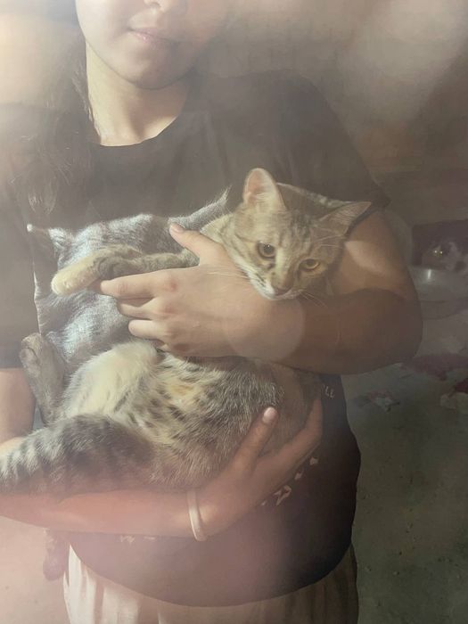 Котята бесплатно — только в хорошие руки! 

Ищем для наших милых