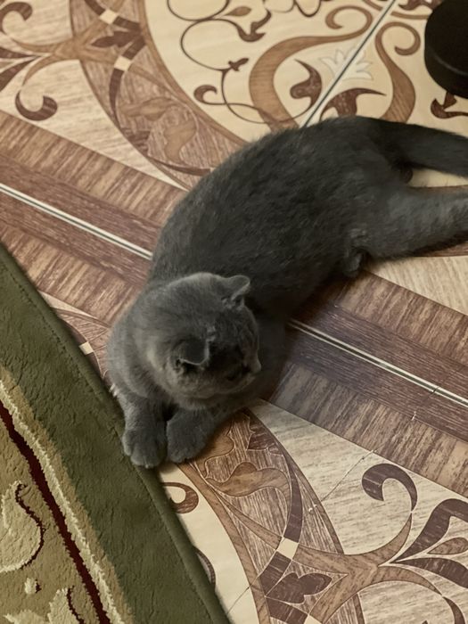 Скотиш фолд кошка