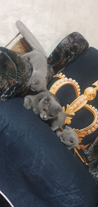 Продаются котята вислоухие.