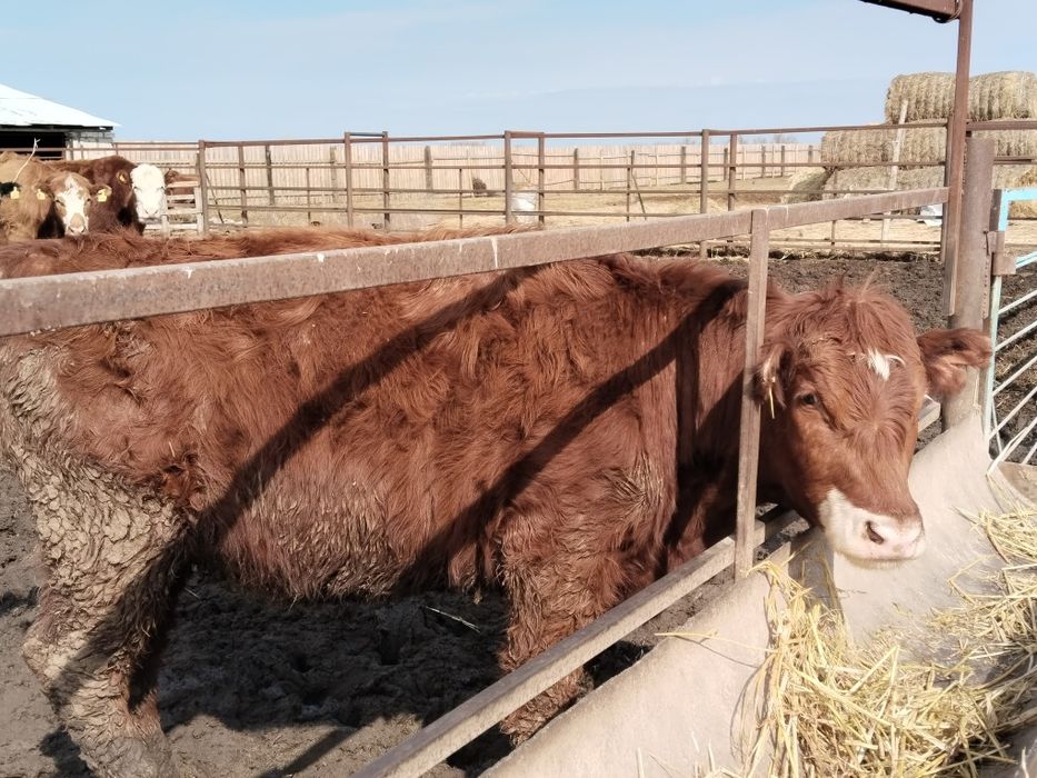 Коровы молодые с телятами