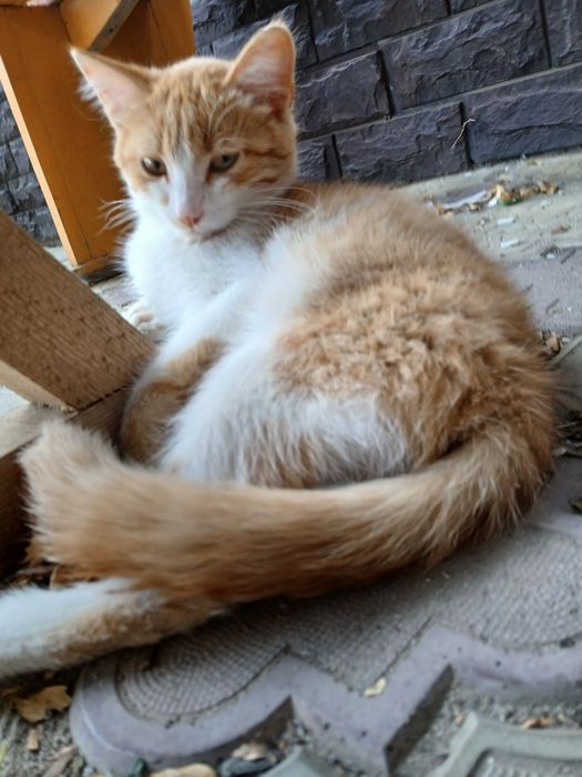 кошка мальчик и девочка