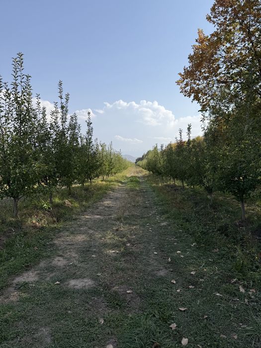 Продается сад яблоневый срочно в тургене