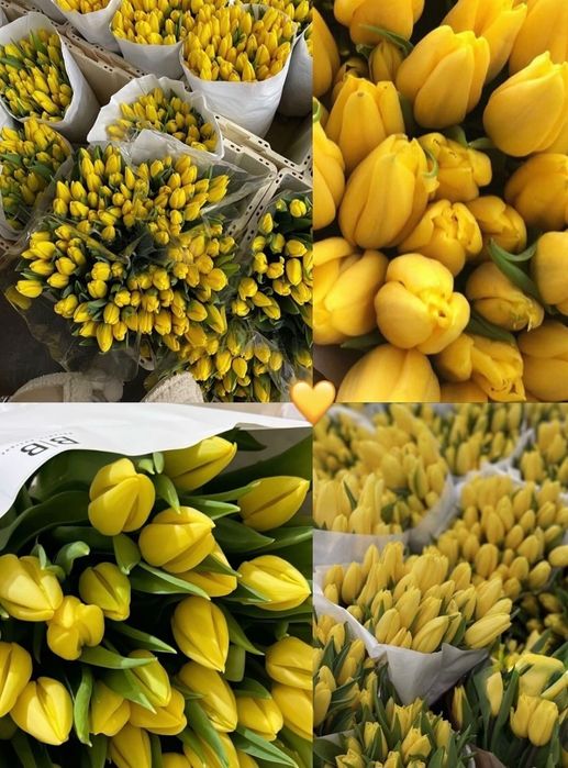 Принимаем предзаказ на Тюльпаны  на 8 марта