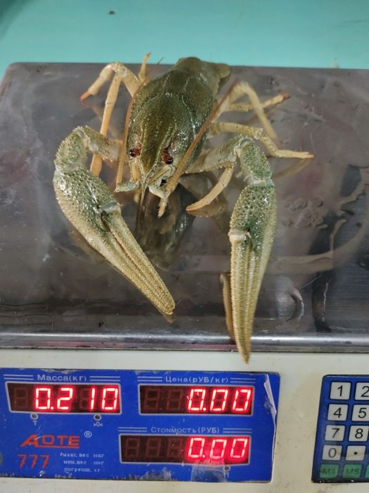 Крупные живые раки