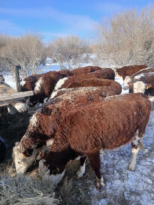 Коровы белоголовы