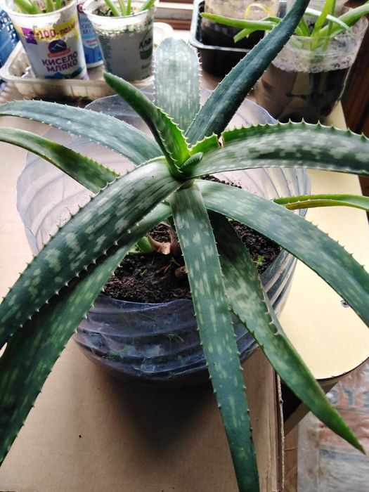 Лечебни Алое Вера и Дървовидно алое, Хлорофитум, Олиандър-лян