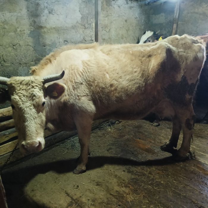 Продам 2 быка и 1 корова