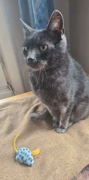 Silvia pisica transilvăneanca spre adoptie